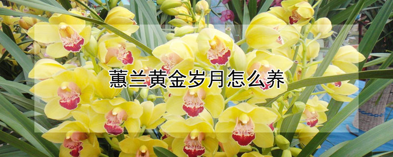 蕙兰黄金岁月怎么养 黄金岁月蕙兰怎样养