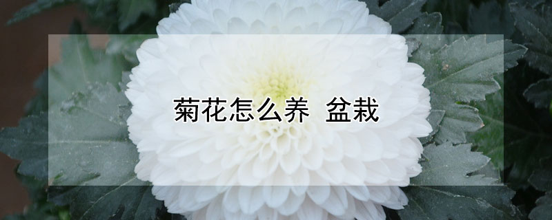 菊花怎么养 菊花怎么养注意什么