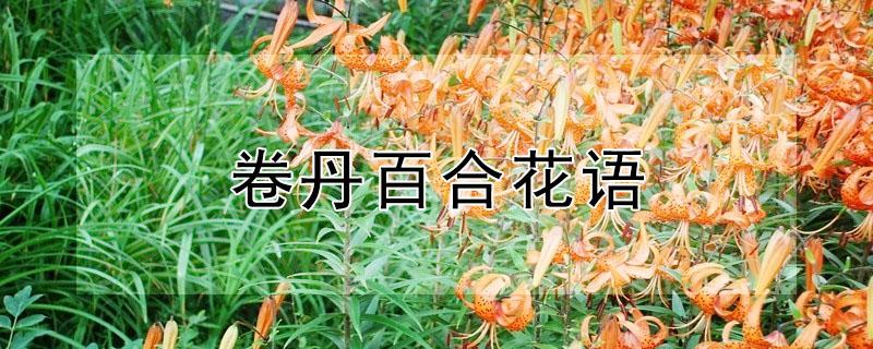 卷丹百合花语 赞美卷丹百合花的诗