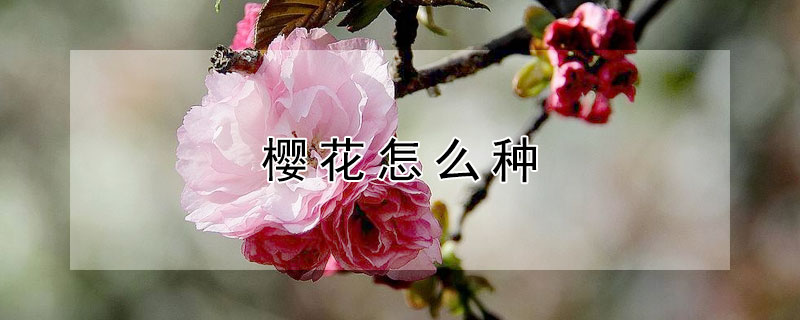 樱花怎么种 樱花怎么种植