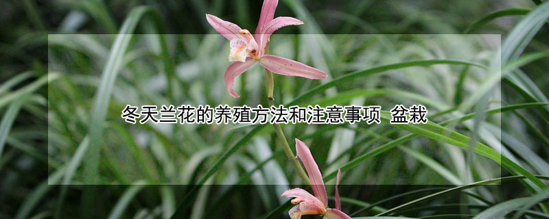 冬天兰花的养殖方法和注意事项 冬天兰花的养殖方法和注意事项 盆栽