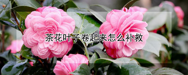 茶花叶子卷起来怎么补救 茶树叶子卷起怎么办