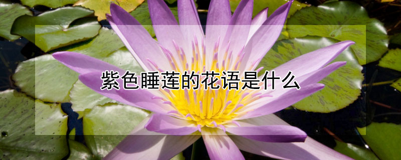 紫色睡莲的花语是什么（紫色睡莲的花语是什么,象征了什么?）