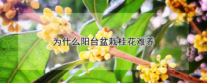 为什么阳台盆栽桂花难养 盆栽桂花养不活