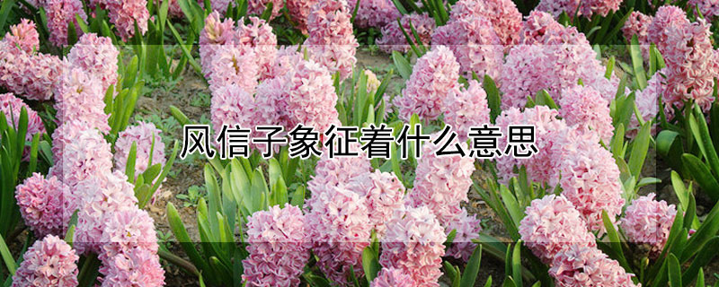风信子象征着什么意思 风信子寓意是什么意思