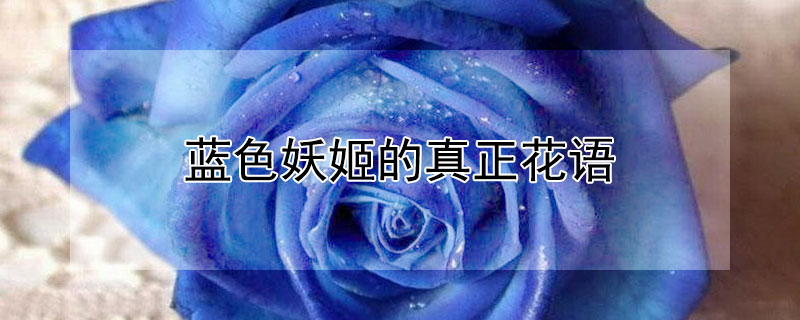 蓝色妖姬的真正花语 蓝色妖姬的真正花语文案