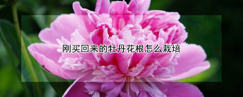 刚买回来的牡丹花根怎么栽培（如何栽牡丹花光有根）