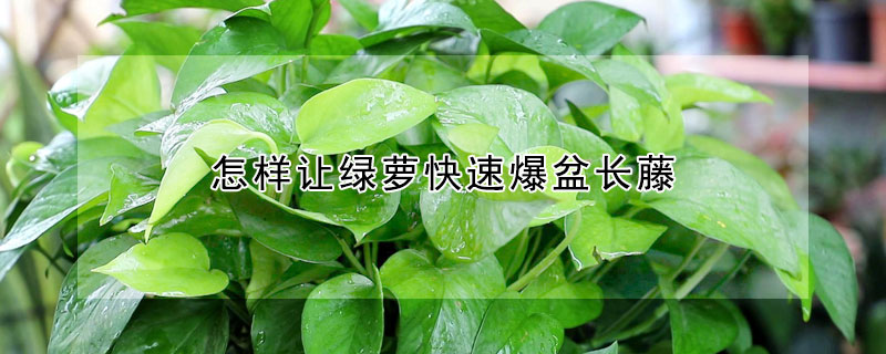怎样让绿萝快速爆盆长藤（绿萝如何快速长藤）