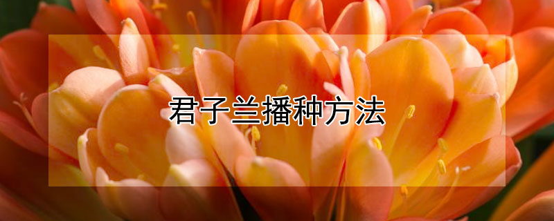 君子兰播种方法 君子兰播种方法视频