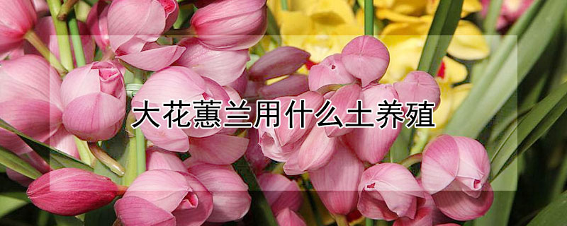 大花蕙兰用什么土养殖 大花蕙兰能用土养吗