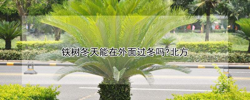 铁树冬天能在外面过冬吗?北方（铁树冬天室外怎么过冬）