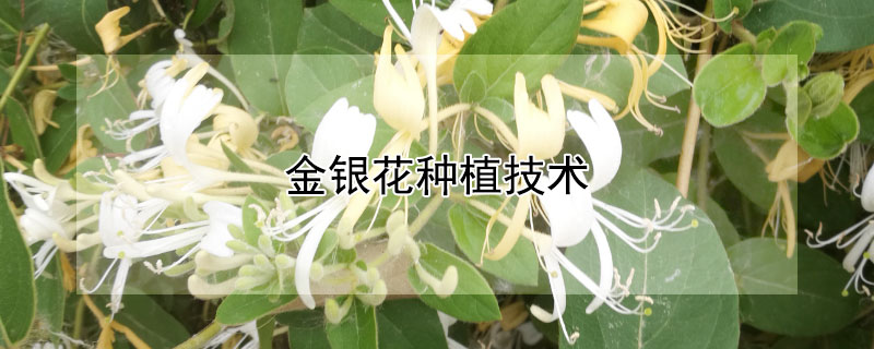 金银花种植技术（金银花种植技术与管理栽培技术 下）