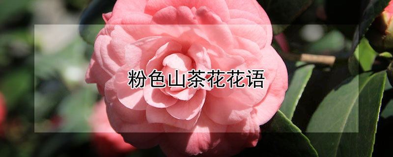 粉色山茶花花语 粉色山茶花花语唯美图片