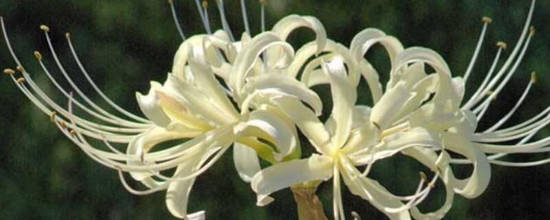 曼陀罗华的花语 白色曼陀罗华的花语