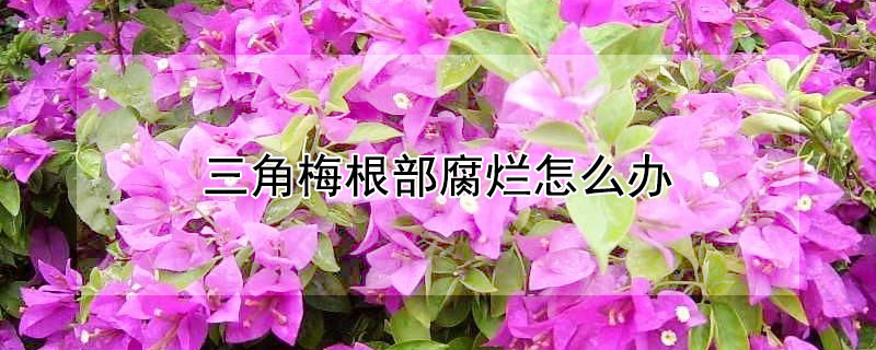 三角梅根部腐烂怎么办（三角梅根烂掉了怎么办）