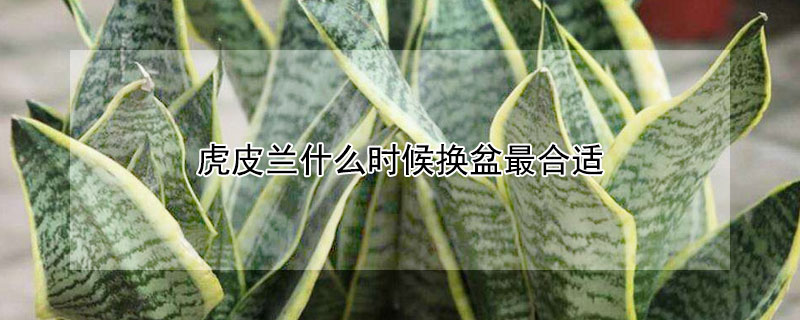 虎皮兰什么时候换盆最合适 虎皮兰啥时间换盆比较好