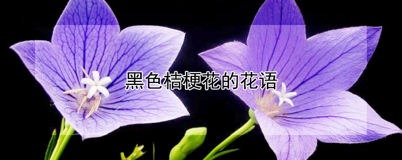 黑色桔梗花的花语（黑色桔梗花花语和寓意是什么）