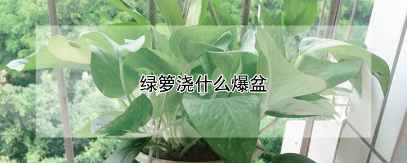 绿箩浇什么爆盆 绿箩如何爆满盆