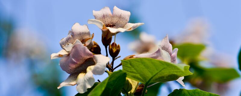 泡桐花的花语（泡桐花的花语是什么）