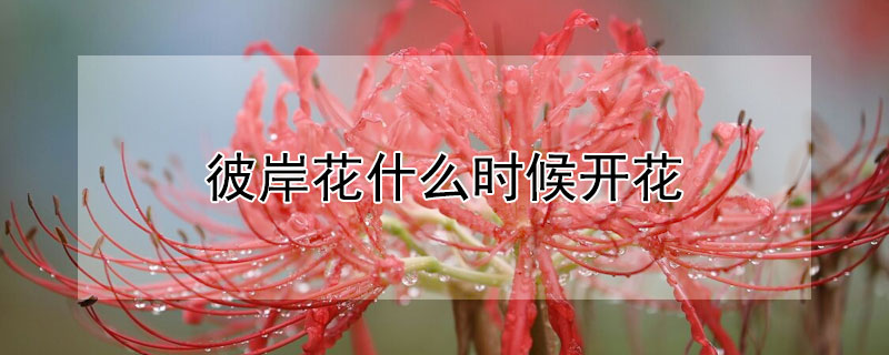 彼岸花什么时候开花 彼岸花什么时候开花季节