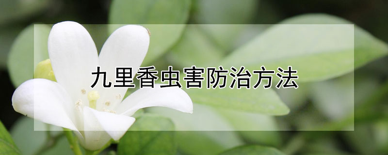 九里香虫害防治方法 九里香的虫害防治