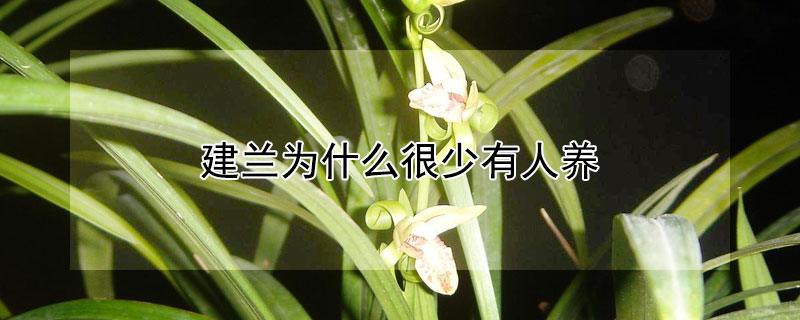 建兰为什么很少有人养(建兰在北方好养吗)