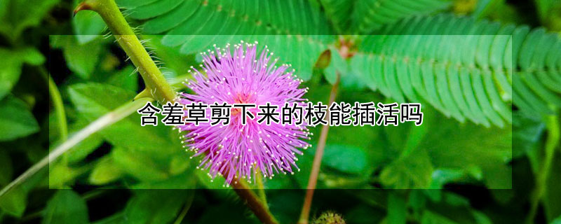 含羞草剪下来的枝能插活吗 含羞草剪了根能种的活吗