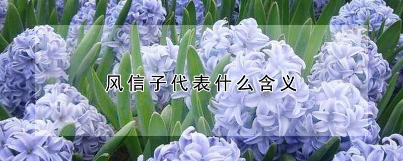 风信子代表什么含义 风信子代表什么象征意义