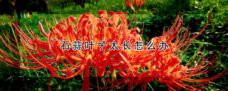 石蒜叶子太长怎么办（石蒜叶子剪掉还能长出来吗）