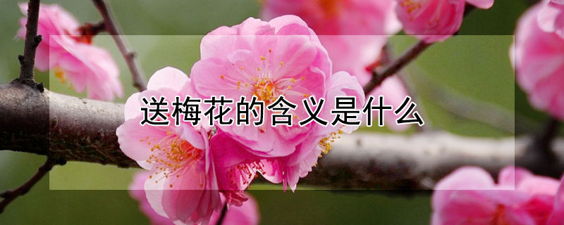 送梅花的含义是什么（送梅花代表什么）