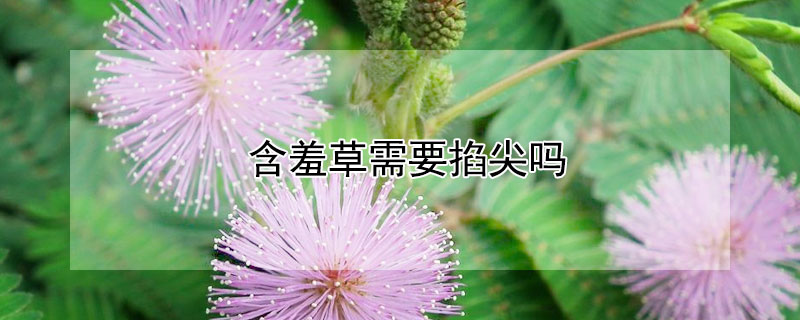 含羞草需要掐尖吗 含羞草怎么挑