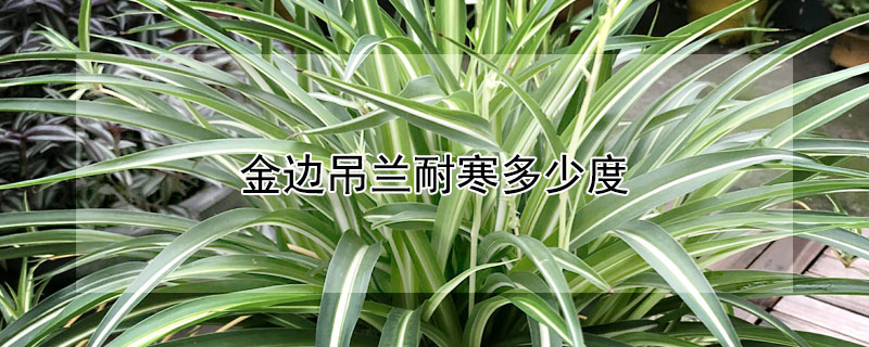 金边吊兰耐寒多少度 金边吊兰耐低温吗