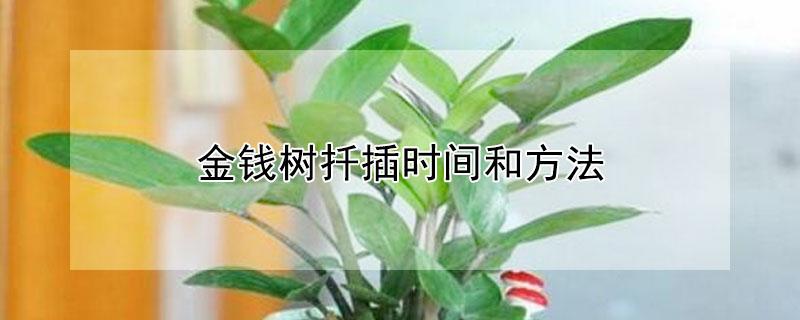 金钱树扦插时间和方法（金钱树扦插后怎样栽植）