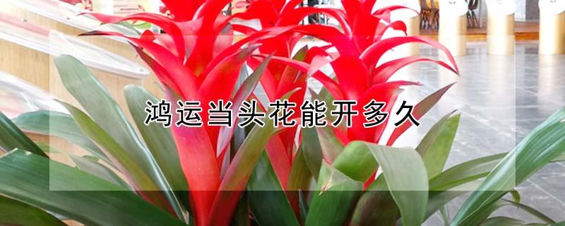 鸿运当头花能开多久（鸿运当头开花时间能持续多久）