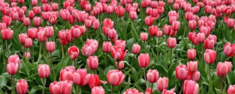 郁金香象征着什么（白色郁金香象征着什么）