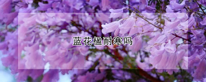 蓝花楹耐寒吗 蓝花楹抗寒吗