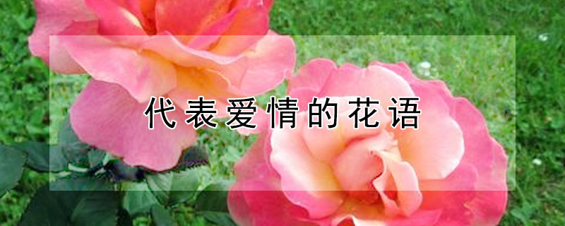代表爱情的花语（代表爱情的花语的花好养的）
