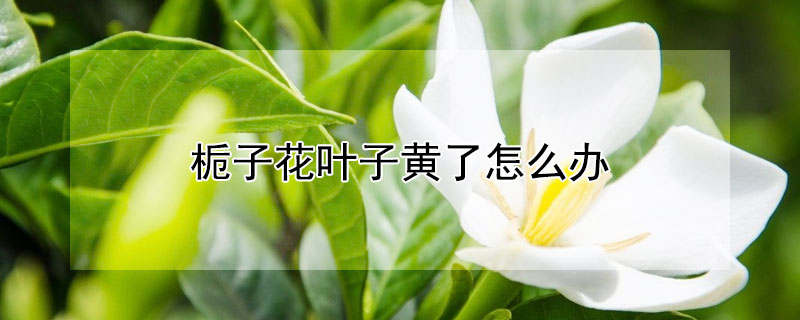 栀子花叶子黄了怎么办(栀子花叶子全黄了怎么办?)