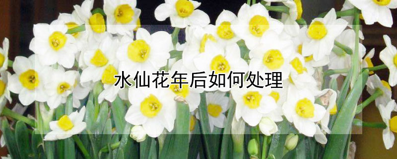 水仙花年后如何处理（水仙花开过花后如何处理）
