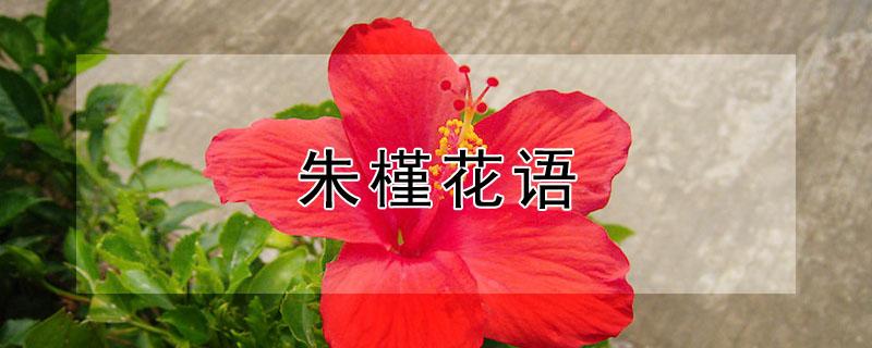 朱槿花语 朱槿花语是什么