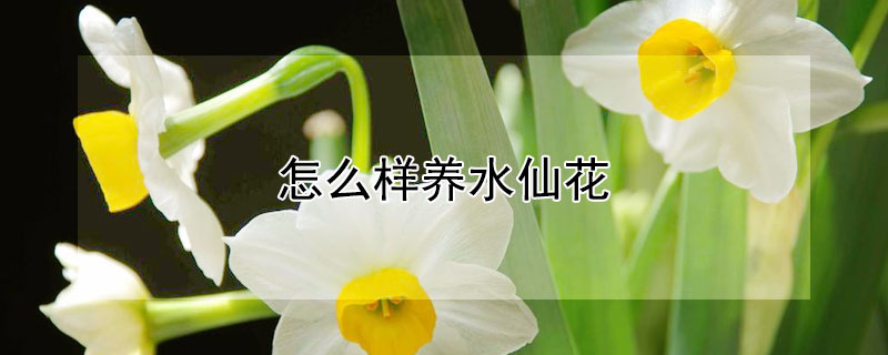 怎么样养水仙花（如何养好水仙花）