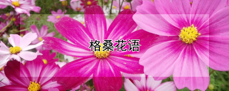 格桑花语（格桑花语文阅读答案）