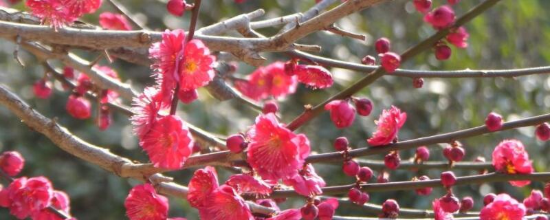 梅花的寓意和象征（梅花的寓意和象征风水）