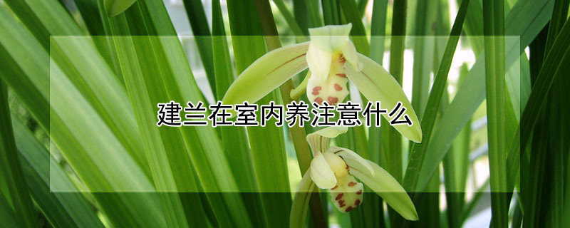 建兰在室内养注意什么（建兰可以养在室内吗）