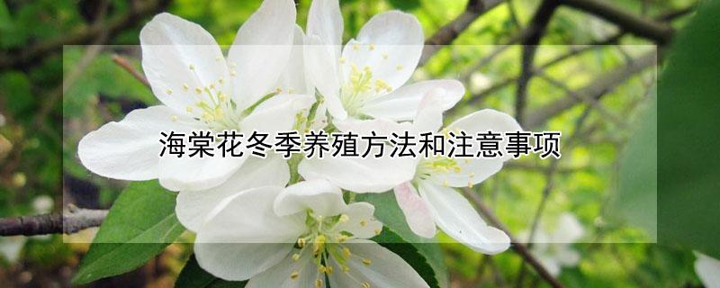 海棠花冬季养殖方法和注意事项 海棠花的养殖方法和注意事项养殖日记