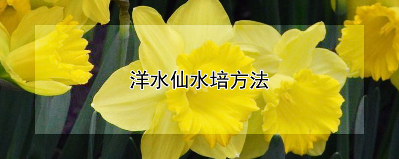 洋水仙水培方法 水培洋水仙的养殖方法和注意事项