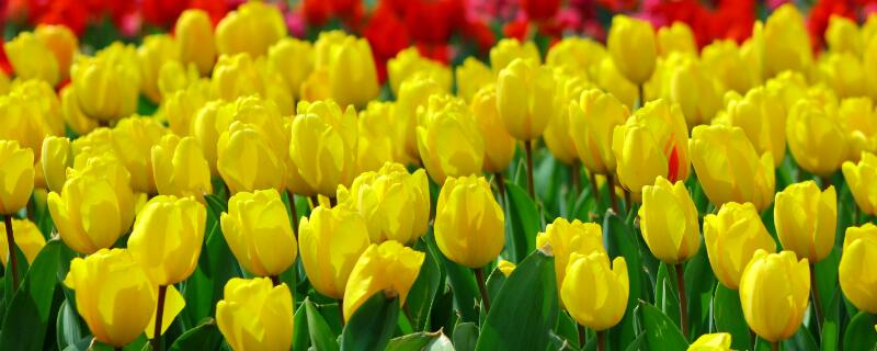 黄色郁金香的花语（黄色郁金香的花语代表什么意思）