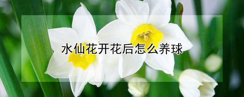 水仙花开花后怎么养球（开过花的水仙花球怎样养护让它再次开花）