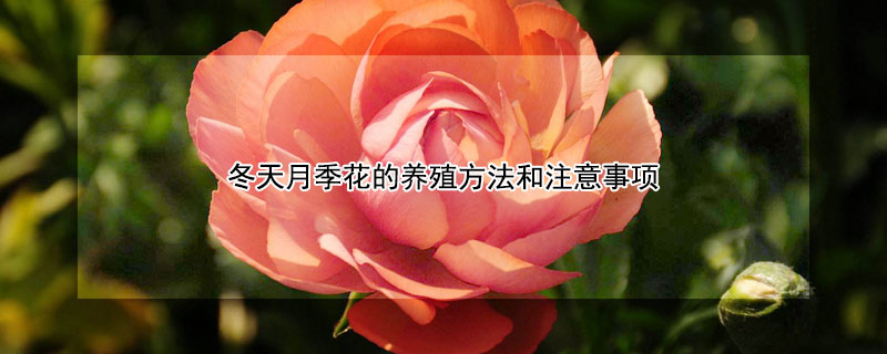 冬天月季花的养殖方法和注意事项（月季花冬季的养殖方法和注意事项有哪些）