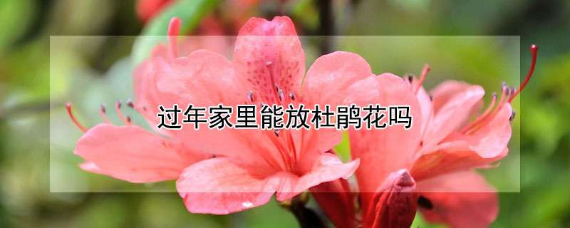 过年家里能放杜鹃花吗（杜鹃花过年放在家里好不）